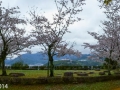 sakura_uwajima30032014-p1000950