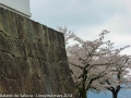 sakura_uwajima30032014-p1000967