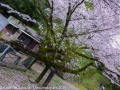 sakura_uwajima30032014-p1010029