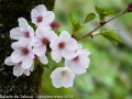 sakura_uwajima30032014-p1010033