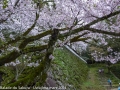 sakura_uwajima30032014-p1010036