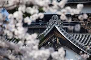 Matsue-plover2