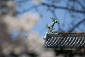Matsue-shachi-hoko2