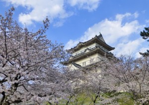 Chateau Odawara sakura