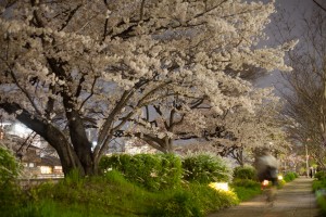Kyoto sakura