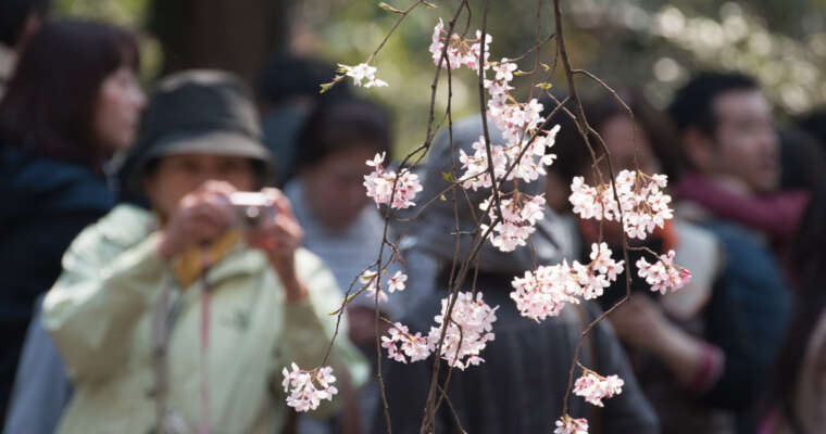 Hanami en 2012 à Tokyo – Photographier les fleurs