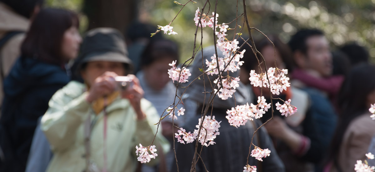 Hanami en 2012 à Tokyo – Photographier les fleurs