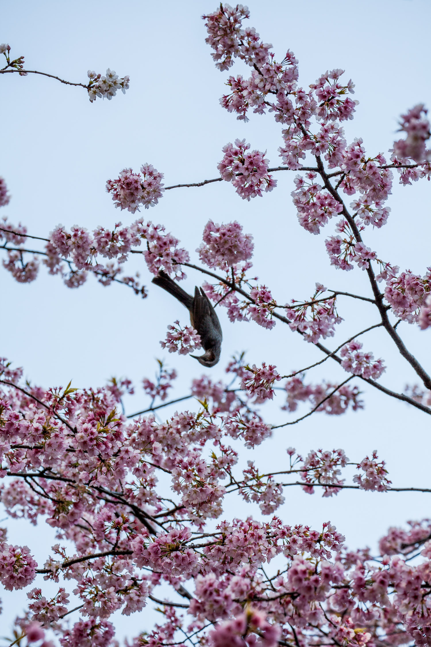 bird  japaninamug  sakura IMG