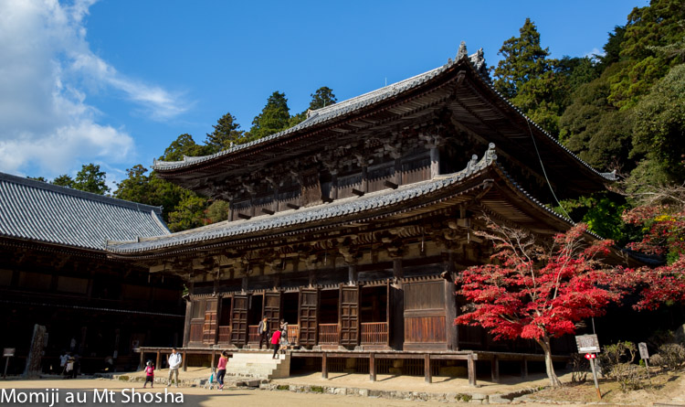 Momiji au Mt Shosha