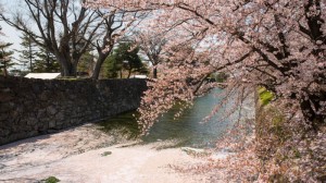 Sakura_article_matsumoto_19042014_7V0B0816