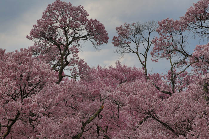 Takato Sakura