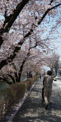 Sakura live sakura matsumoto P