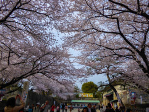 sakura_03042014-P1010618