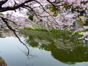 sakura_hikone3_13042014-P1020996