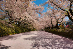 Sakura_article_hirosaki2--selection_exposure_29042014_7V0B5027