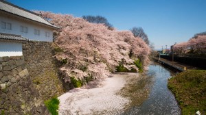 Sakura_article_yamagata2--selection_exposure_25042014_7V0B2956