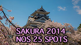 Sakura logo rapport sakura