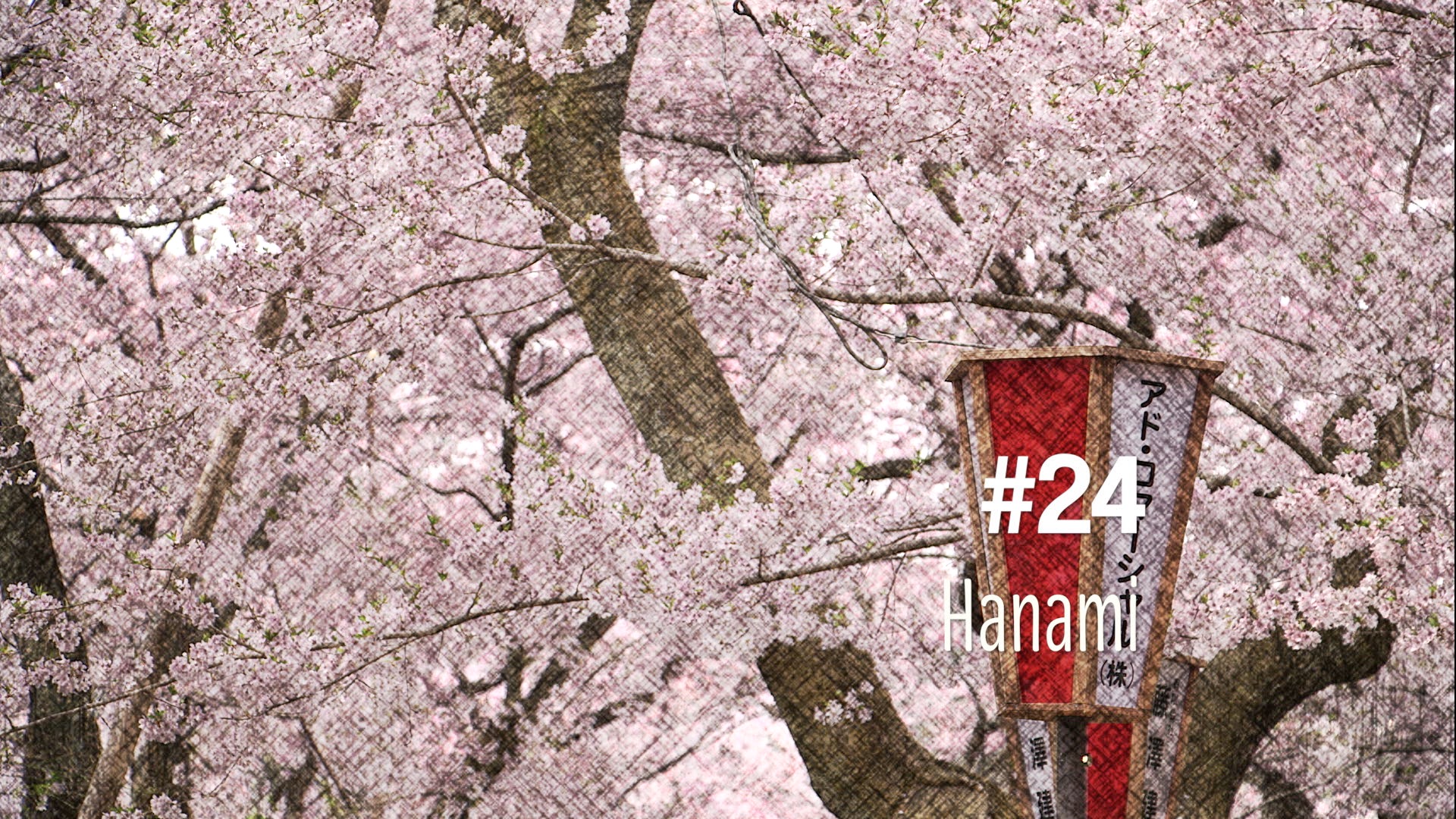 Hanami : admirer les fleurs de cerisiers au Japon