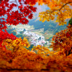 Couleurs de l'automne au Japon