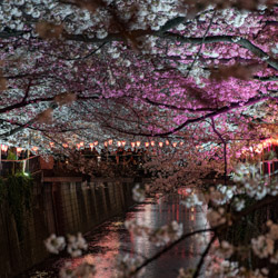 Cerisiers au printemps à Tokyo