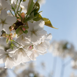 couleurs de printemps avec sakura au Japon