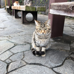 chat au Japon