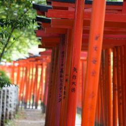 allée de Torii sanctuaire Nezu à Tokyo