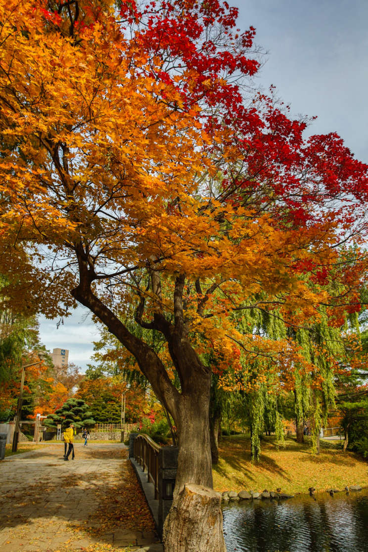 japaninamug nakajima park twitop   VB