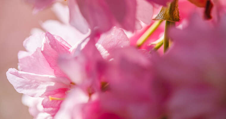 Où admirer les fleurs de cerisiers à Paris et région parisienne et faire l’Hanami ?