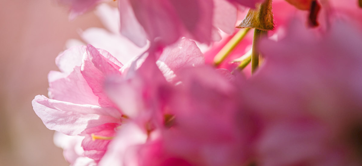 Où admirer les fleurs de cerisiers à Paris et région parisienne et faire l’Hanami ?