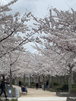 Sakura en France