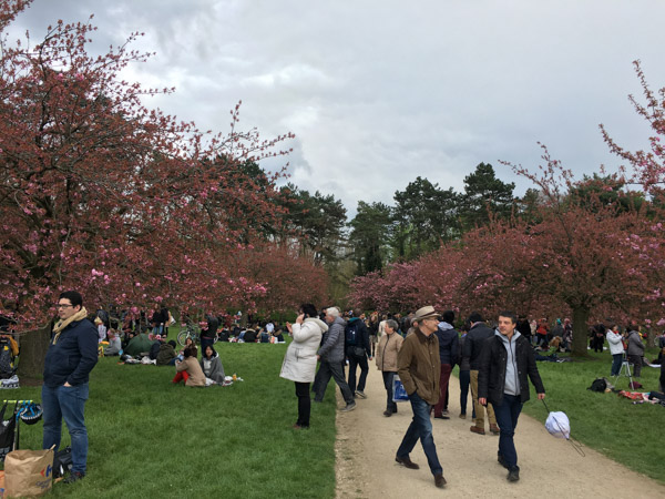 Sakura en France - Parc de Sceaux