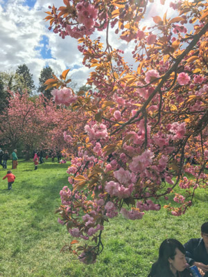 Sakura en France Parc de Sceaux