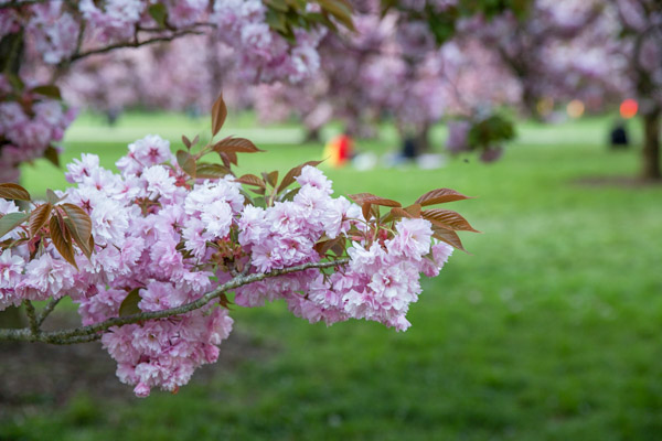 Sakura en France Parc de Sceaux