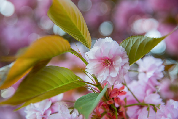 Sakura Fleur de cerisier jardin japonais en France