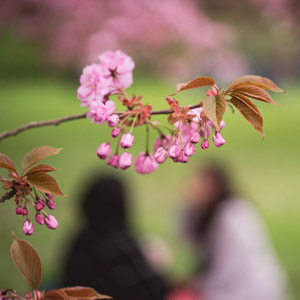 instagram bds   parc de sceaux 