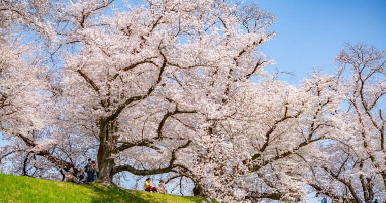 Sakura : symbole du Japon  